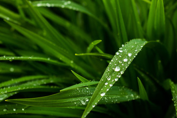 Close-up of a leaf with raindrops