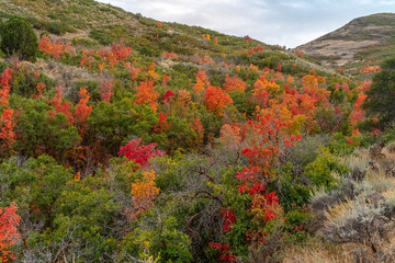 Colorful orange foliage on autumn trees at twilight