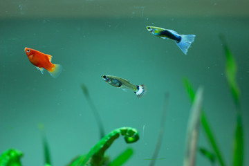 three fishes