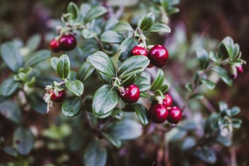 Obraz premium Forest Nature Red Berries Leaves
