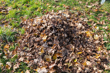 brown red autumn pile on a green meadow normal colors
