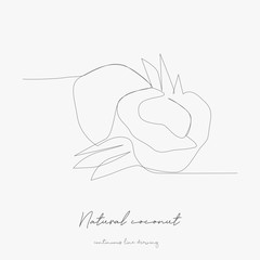 continuous line drawing. natural coconut. simple vector illustration. natural coconut concept hand drawing sketch line.
