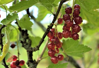 Ripe red currant with leaves