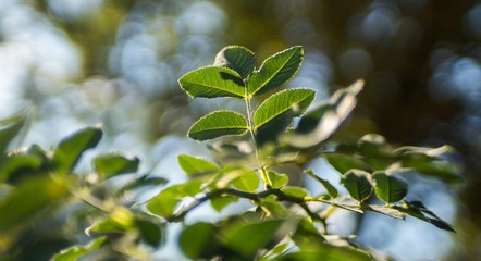 green leaves of a tree in spring