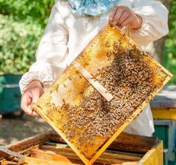 The beekeeper checks the hive. Looks at bees in the sun.
