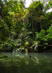 Fluss im Jungle