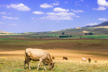 nature mountain landscape and cow