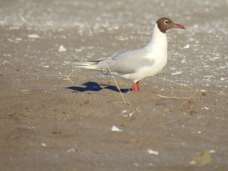 seagull on the beach