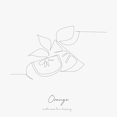continuous line drawing. orange. simple vector illustration. orange concept hand drawing sketch line.