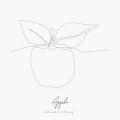 continuous line drawing. apple. simple vector illustration. apple concept hand drawing sketch line.