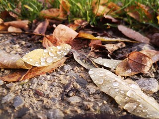 leaves with raindrops