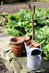 Old rustic vintage flower pots, watering can and spade, on a dry stone wall, in a kitchen garden with rhubarb, on a sunny day