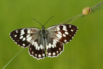 Melanargia larissa  781