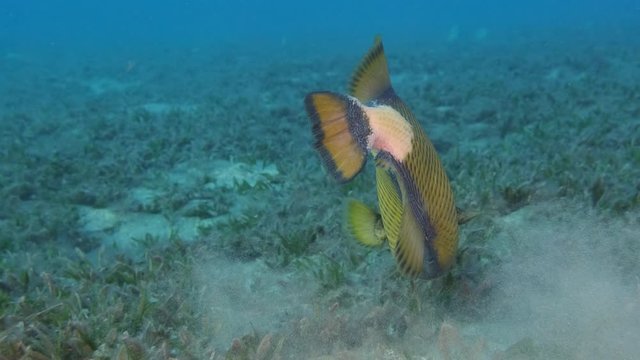 Close up of triggerfish hunts washing out sand on the seabed covered with seagrass, on blue water background. Titan Triggerfish (Balistoides viridescens) Reda Sea, Egypt