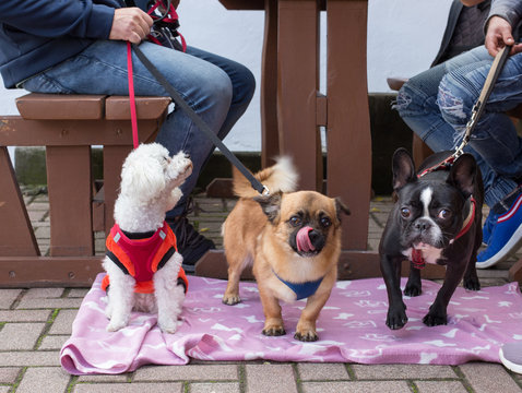 Dogs beside restaurant table with owners