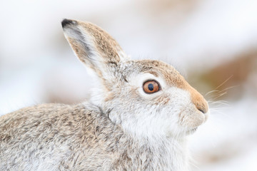 Mountain hare sitting on white snow