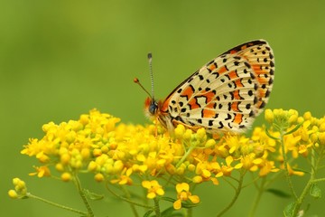 Melitaea trivia  779