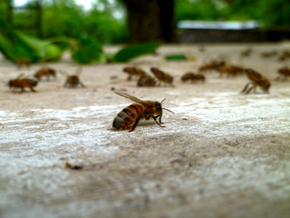 single bee on old wood
