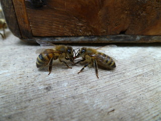 two fighting bees on old wood
