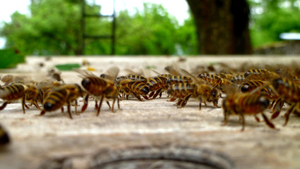 several bees on old wood