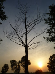 silhouette of a dead tree at sunset