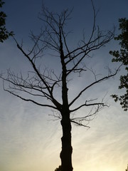 silhouette of a dead tree at sunset