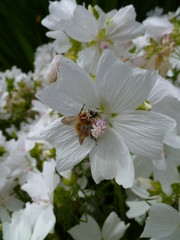 white flower with bumble bee