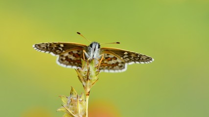 Pyrgus sidae  776