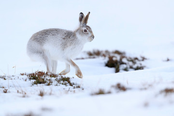 Mountain hare sitting on white snow © jamie