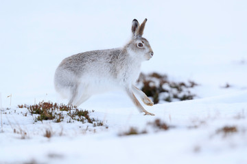 Mountain hare sitting on white snow