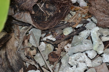Naturaleza
