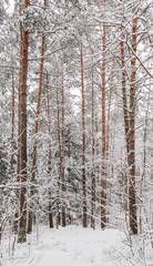 Snowy winter forest. Snow covered branches trees and bushes