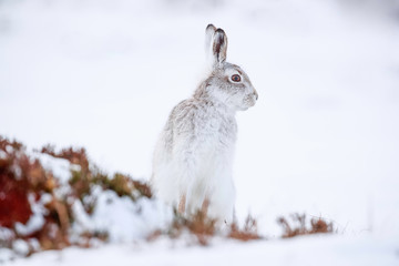 Mountain hare sitting on white snow
