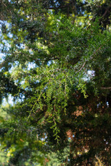 beautifully sunlit branches of a tree filled with greenery and small flowers hang in the air on a sunny fall afternoon  