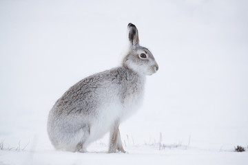 Mountain hare sitting on white snow