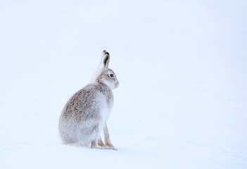 Mountain hare sitting on white snow