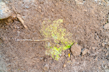 Trampled mud covered leaf on a hiking trail
