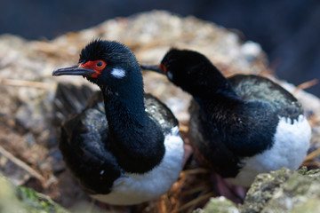 Rock Shag (Phalacrocorax magellanicus) nesting on the cliffs of Bleaker Island in the Falkland Islands.