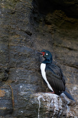 Rock Shag (Phalacrocorax magellanicus) nesting on the cliffs of Bleaker Island in the Falkland...