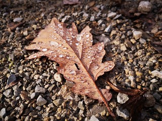 autumn leaves on the ground