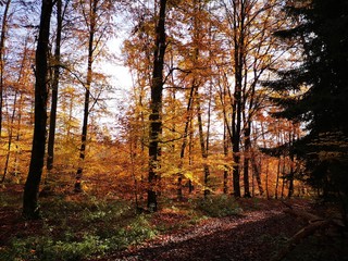 autumn in the forest