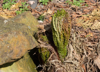 Spring has sprung - buds and shoots