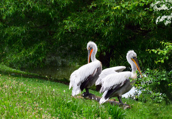A pair of white storks in the wild in summer. Birds on the background of a beautiful green landscape.