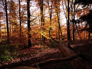 old wood in front of the autumn forest 