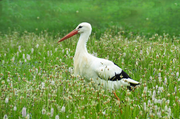 Lonely white stork close-up walking on a green flowering field.