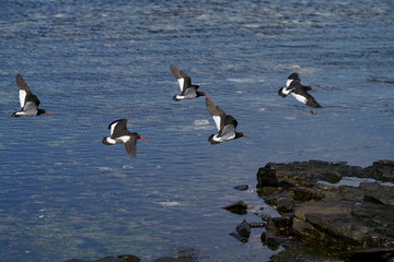 Flock of Magellanic Oystercatcher (Haematopus leucopodus) flying over the sea on the coast of...
