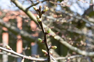 Spring has sprung - buds and shoots