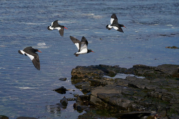 Flock of Magellanic Oystercatcher (Haematopus leucopodus) flying over the sea on the coast of Bleaker Island in the Falkland Islands.