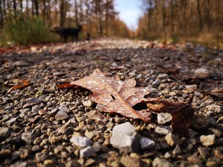 autumn leaves on ground in forest