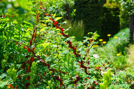 View of the red stems with thorns of Rosa Omeiensis Pteracantha